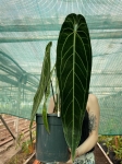 Anthurium warocqueanum 1 - XXL