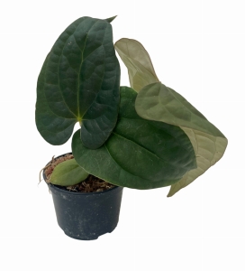 Anthurium Raven Soul 1 (a. crystallinum x a. luxurians) - M
