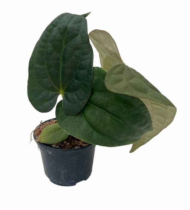 Anthurium Raven Soul 1
