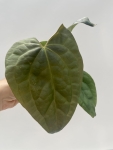 Anthurium Raven Soul 1