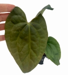 Anthurium Raven Soul 1