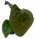 Anthurium Raven Soul 1