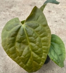 Anthurium Raven Soul 1