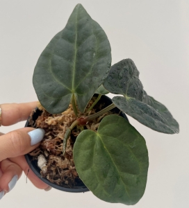 Anthurium Raven Soul 3 (a. crystallinum x a. luxurians) - M