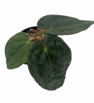Anthurium Raven Soul 3