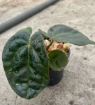 Anthurium Raven Soul 3