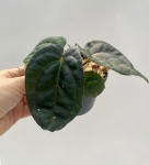Anthurium Raven Soul 3