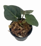 Anthurium Raven Soul 3
