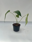 Anthurium peltigerum - L