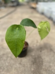 Anthurium peltigerum - L
