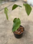 Anthurium peltigerum - L
