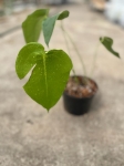 Anthurium peltigerum - L