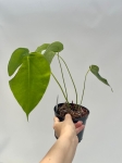 Anthurium peltigerum - L