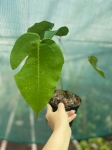 Anthurium peltigerum - L