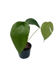 Anthurium peltigerum - L