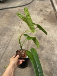 Philodendron sp. Felix - L