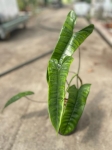 Philodendron sp. Felix - L