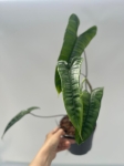 Philodendron sp. Felix - L