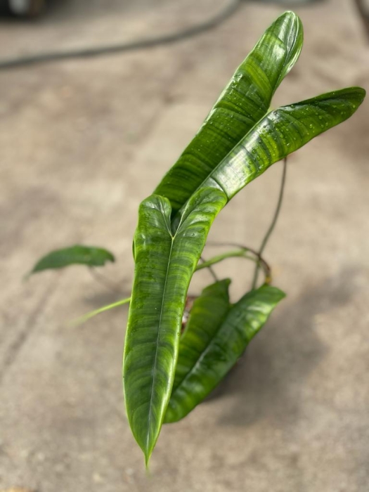 Philodendron sp. Felix - L