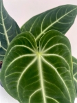Anthurium villeanorum - L