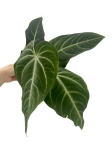 Anthurium villeanorum - L