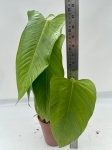 Philodendron genevieveanum - XL