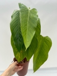 Philodendron genevieveanum - XL