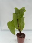 Philodendron genevieveanum - XL