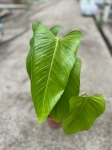 Philodendron genevieveanum - XL