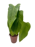 Philodendron genevieveanum - XL