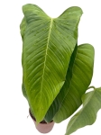 Philodendron genevieveanum - XL