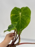 Philodendron verrucosum Form Melon - L