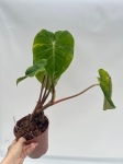 Philodendron verrucosum Form Melon - L