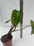 Philodendron verrucosum Form Melon - L