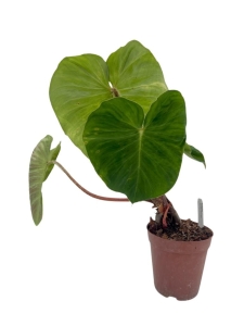 Philodendron verrucosum Form Melon - L