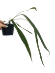 Anthurium lutheri 1 - L