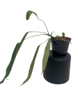 Anthurium lutheri 1 - L