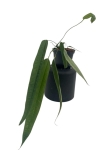 Anthurium lutheri 1 - L