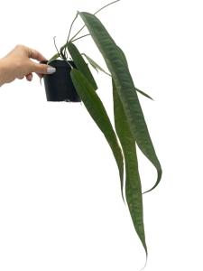 Anthurium lutheri 1 - L