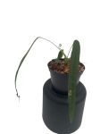 Anthurium lutheri 2 - L