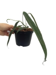 Anthurium lutheri 2 - L