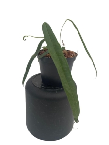 Anthurium lutheri 2 - L