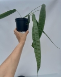 Anthurium lutheri 3 - L