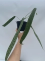 Anthurium lutheri 3 - L