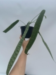 Anthurium lutheri 3 - L