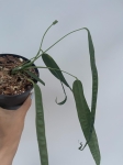Anthurium lutheri 3 - L
