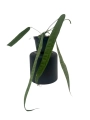 Anthurium lutheri 3 - L