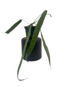 Anthurium lutheri 3 - L