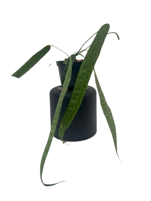 Anthurium lutheri 3 - L