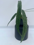 Anthurium lutheri 4 - L